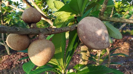 Sapote or sapodilla or manilkara zapota in a tree on plantation