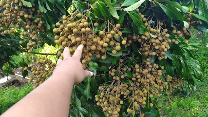 Naklejka na ściany i meble Kelengkeng or longan fruit on a tree on plantations