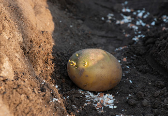 sapling potato tuber planted in a furrow
