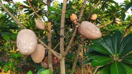 Sapote or sapodilla or manilkara zapota in a tree on plantation