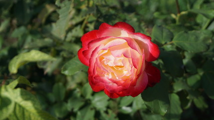 two-tone red and white rose