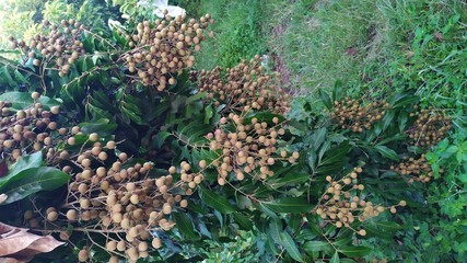 Kelengkeng or longan fruit on a tree on plantations