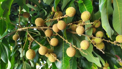 Kelengkeng or longan fruit on a tree on plantations