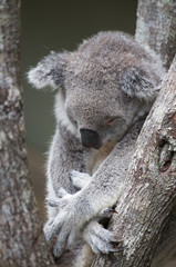 Sleeping Koala at Daisy Hill recovery center