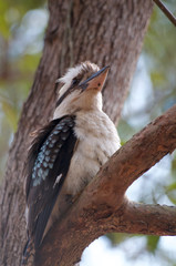 Kookaburra bird