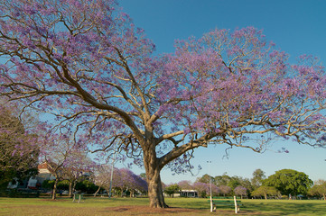 Jacaranda tree in the New Farm Park, Brisbane