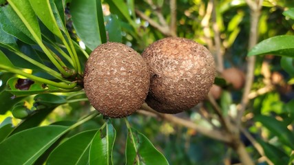Sapote or sapodilla or manilkara zapota in a tree on plantation