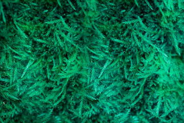 Green wet plant texture, nature background