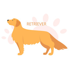 Retriever. Beautiful purebred dog. Cute funny domestic pet.