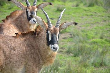 Herd of blesbuck, antelope cervicapra, 