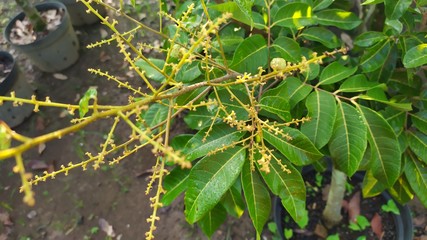 Kelengkeng or longan fruit on a tree on plantations
