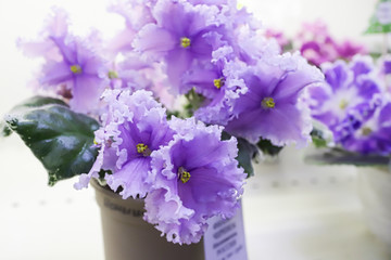 Naklejka premium Beautiful Saintpaulia or Uzumbar violet. Pink indoor flowers close-up. Natural floral background.