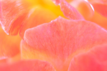 Blurred close-up flowers for the background. blurred image