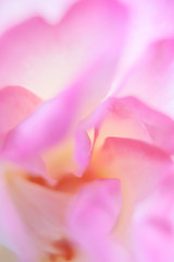 Blurred close-up flowers for the background. blurred image © TMakotra