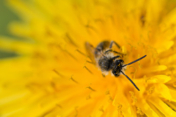 bee in a yellow flower