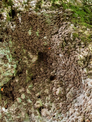 A lot of butterflies (Jersey tiger) rest on the trunk of the sweetgum tree in the valley of butterflies (Rhodes, Greece). Rare natural phenomenon.