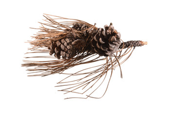 dry christmas tree needles isolated on white background