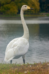 Portrait of a whooper swan (Cygnus cygnus) standing on the lake.