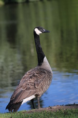 Nahaufnahme einer Kanadagans am See