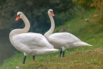 The mute swan (Cygnus olor) is a species of swan and a member of the waterfowl family Anatidae.