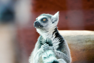ring tailed lemur