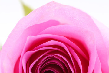 pink rose with drops of water on white background