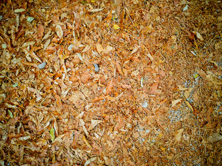Old and dry yellow leaves fallen on the ground during autumn fall seasonal change with beautiful natural texture look