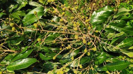 Kelengkeng or longan fruit on a tree on plantations
