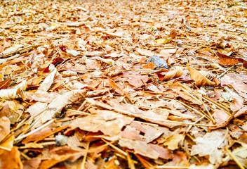 Closeup of old and dry yellow leaves fallen on the ground making a soft and crunchy sound when walking during autumn fall seasonal change
