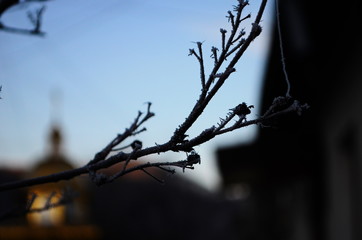 Branch covered in ice cold white frost in the winter. first frosts, cold weather, frozen water, frost