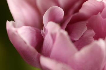 Nahaufnahme eriner gefüllten lila Tulpe