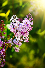 Lilac flowers bloom in the spring. Spring blooming, Abstract background. Banner. Selective focus.