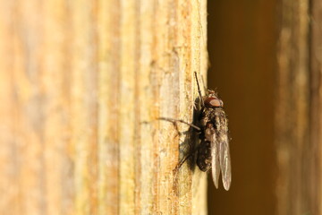 Fliege in Nahaufnahme auf Holz