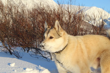 the West Siberian Laika is looking into the distance