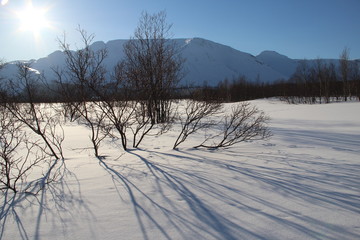 shadows from the trees fall on the snow field
