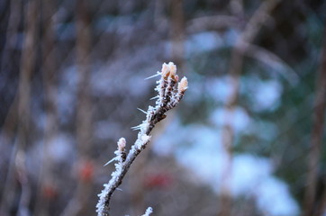Branch covered in ice cold white frost in the winter. first frosts, cold weather, frozen water, frost