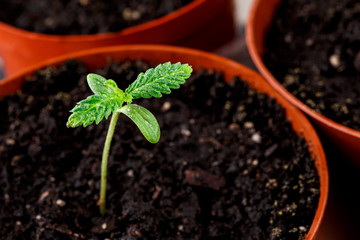 A small plant of cannabis seedlings at the stage of vegetation planted in the ground in the sun, eceptions of cultivation in an indoor marijuana for medical purposes, marijuana flower from seed