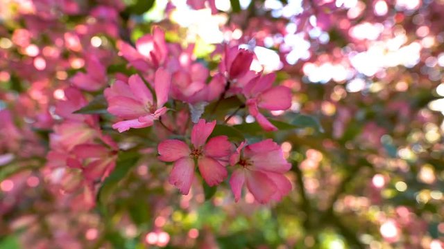 One of the pink flowers of the trees in the garden in Estonia