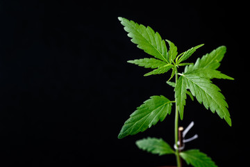 Fototapeta na wymiar Marijuana leaves, cannabis on a dark background, beautiful background, indoor cultivation.Cannabis Plants Growing Indoor with Big Marijuana Buds