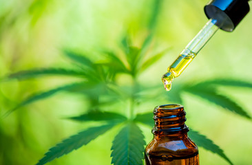 CBD hemp oil, drip, bio-medicine and ecology, hemp plant, herb, medicine, cbd oil from medical...