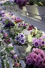 Beautiful flowers of African violet or Saintpaulia of different colors shot close-up