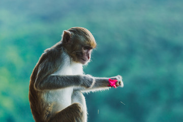 Naklejka premium Close-up of a monkey face and eyes in at the temple