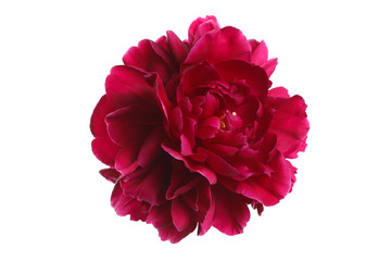 Dark red peony flower isolated on a white background.