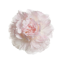 Gently pink peony flower isolated on a white background.