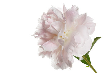 Naklejka na ściany i meble Gently pink peony flower isolated on a white background.