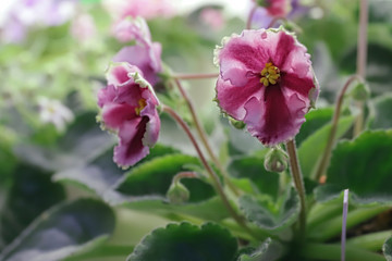 Beautiful Saintpaulia or Uzumbar violet. Pink indoor flowers close-up. Natural floral background.