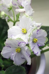Beautiful Saintpaulia or Uzumbar violet. Pink indoor flowers close-up. Natural floral background.