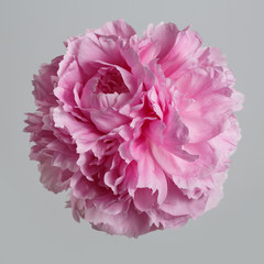 Pink peony flower isolated on gray background.