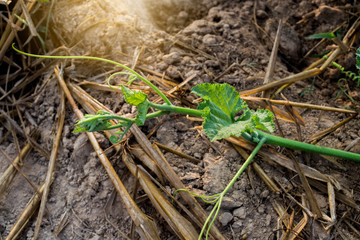 Pumpkin vine creeping along the ground in the farm.Organic Pumpkin Planting, Pumpkin Leaves.