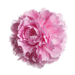 Pink peony flower isolated on white background.